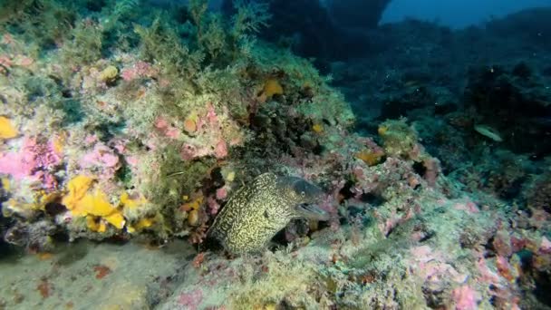 海底野生动物 地中海鳗鱼 马约卡的Scuba潜水 — 图库视频影像