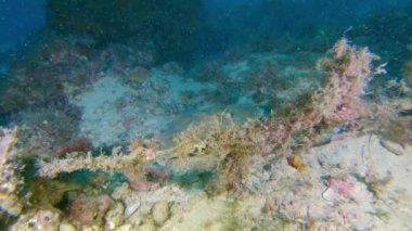 Akdeniz sualtı - Elektrikli deniz ışını - Mayorka 'da tüplü dalış