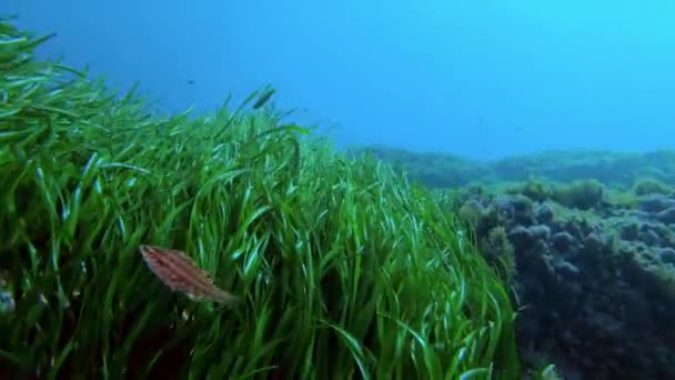 Pov Buceo Sobre Fondo Marino Algas Posidonia Verde — Vídeo de stock