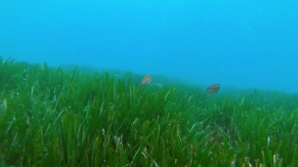 Poissons Récif Sous Marin Nageant Dessus Champ Algues Vertes Plongée — Video