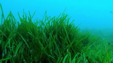 Su altı manzarası - Posidonia yosun tarlası
