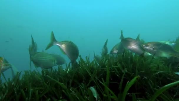 Gold Banded Fishes Cloudy Water Scuba Diving Majorca — Stock Video