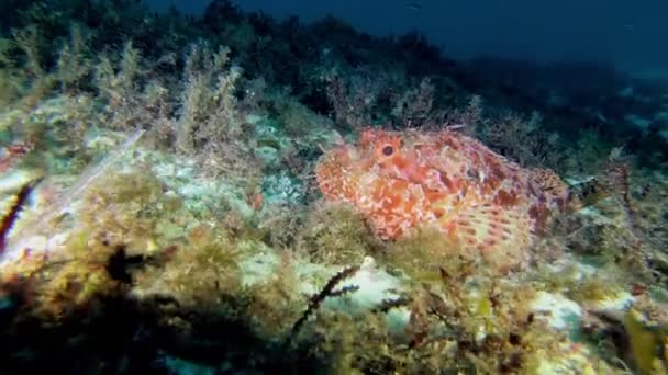 Vida Submarina Peixe Escorpião Vermelho Quieto Fundo Mar — Vídeo de Stock