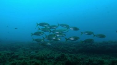 Bulutlu suda altın bantlı balıklar 