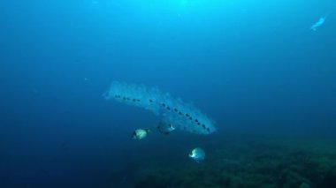 Kelebek balıkları bulutlu suda salpidae yiyorlar. 