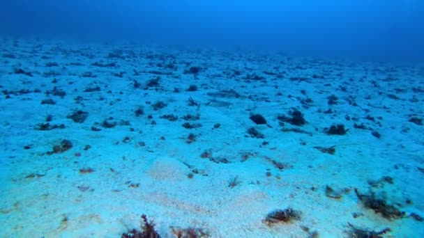 Underwater Scene Little Mediterranean Shark Swimming Seabed — Stock Video