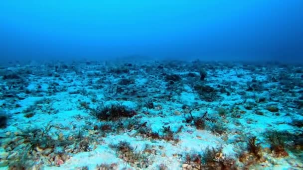 Onderwaterleven Kleine Rog Die Zeebodem Zwemt — Stockvideo