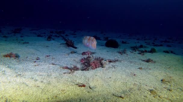 Undervattensscen Razorfish Tyst Sandbotten — Stockvideo