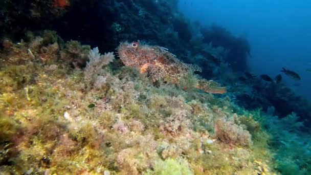 Tierwelt Unter Wasser Roter Skorpionfisch Schwimmt Der Kamera Davon — Stockvideo