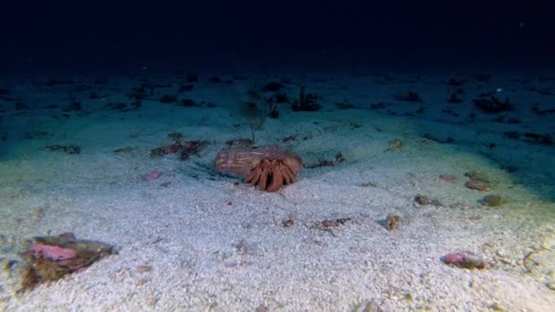 Onderwaterleven Krab Zeebodem — Stockvideo