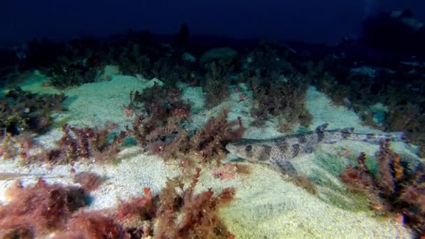 Vida Submarina Pequeno Tubarão Mar Mediterrâneo Quieto Fundo Mar — Vídeo de Stock