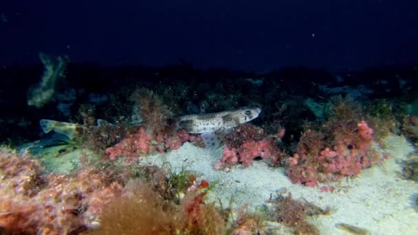 Cena Subaquática Pequeno Tubarão Dogfish Mergulho Profundo Maiorca Espanha — Vídeo de Stock