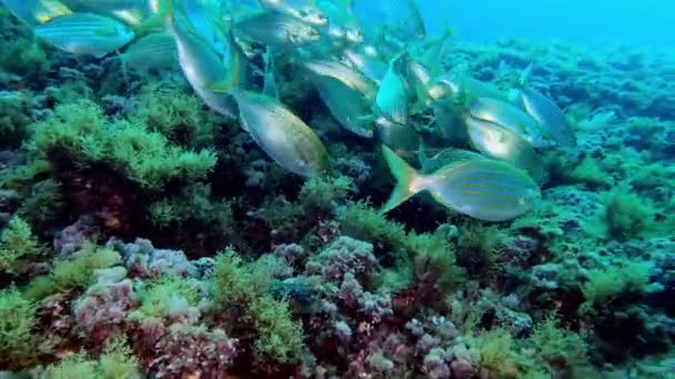 Морське Життя Золота Смуга Риб Середземноморському Рифі — стокове відео