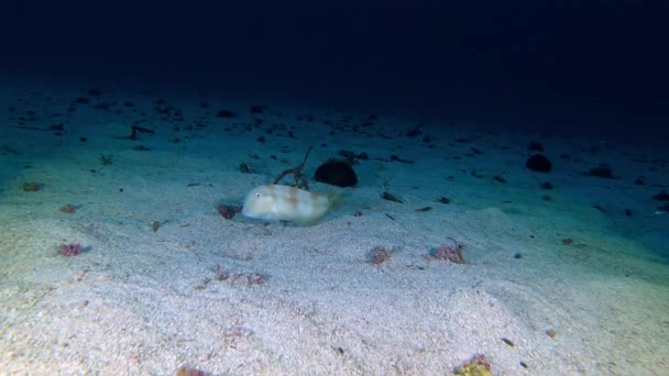 Підводна Сцена Риба Razor Ховається Морському Дні — стокове відео