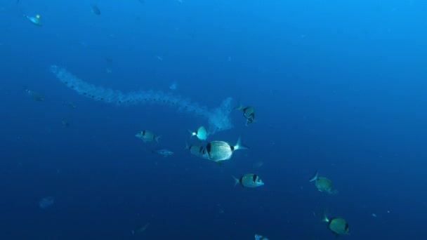 水下场景 两条带刺的鲱鱼咬着沙里玛 — 图库视频影像