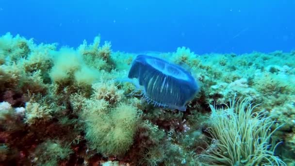 Blåmaneter Medelhavet Undervattensliv — Stockvideo