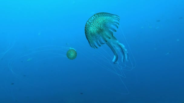 水下场景 多云水中的水母 沿海海洋生物 — 图库视频影像
