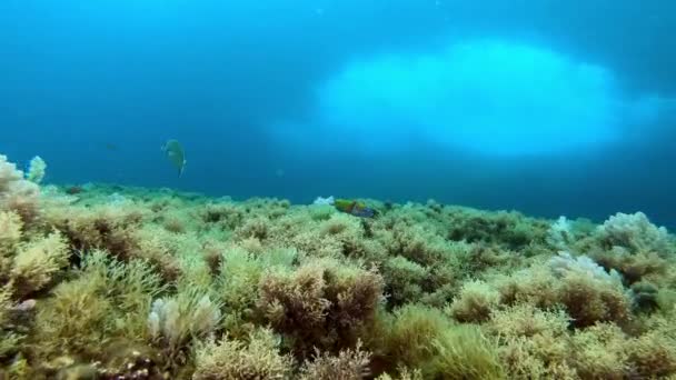 Onderwaterlandschap Middellandse Zee Rif Duiken Majorca — Stockvideo