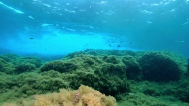 Su altı manzarası - Akdeniz Resifi