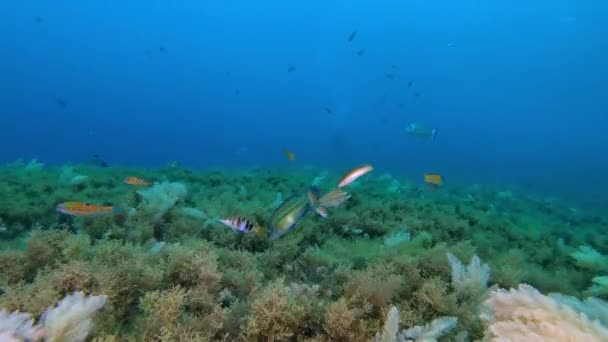 水中風景 地中海の海のサンゴ礁魚 — ストック動画