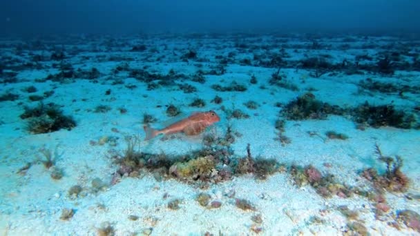 Підводне Життя Риби Ґарнарда Ходять Морю — стокове відео