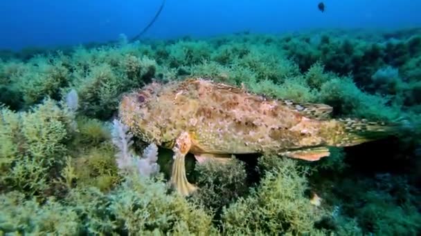 Roter Skorpionfisch Tauchen Auf Mallorca Spanien — Stockvideo