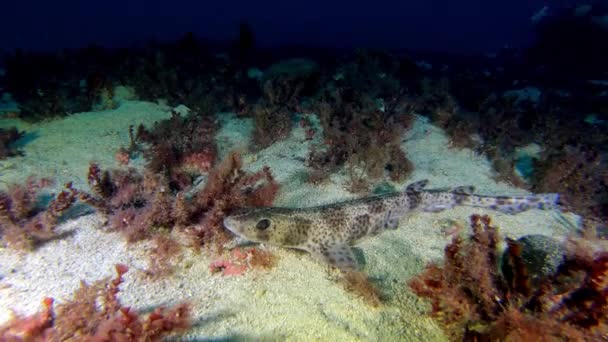 Undervattenshaj Medelhavet Hundfisk Tyst Över Djuphavsbotten — Stockvideo