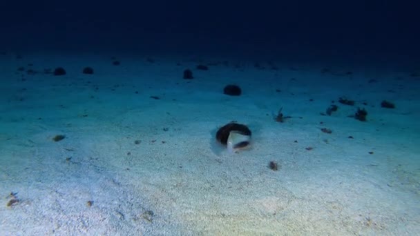 水中シーン ザリガニは自分自身を埋める 地中海の海洋生物 — ストック動画