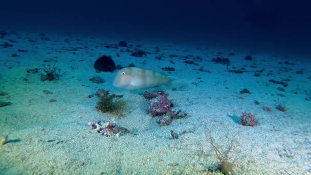 Підводне Життя Перша Бритва Над Піщаним Морським Дном — стокове відео
