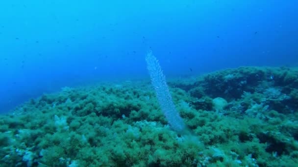 稀有海洋生物 Salpidae 地中海的Scuba潜水 — 图库视频影像