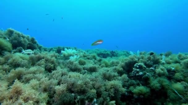 小さなカラフルなサンゴ礁 Coris Julis — ストック動画