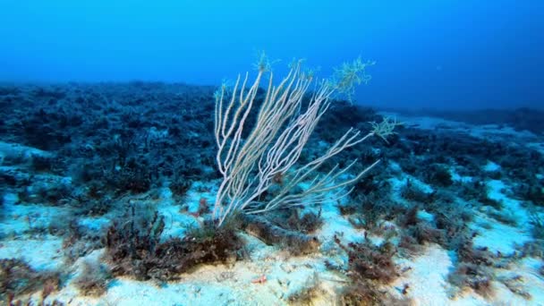 Naturaleza Bajo Agua Gorgonian Blanco Fondo Del Mar — Vídeo de stock