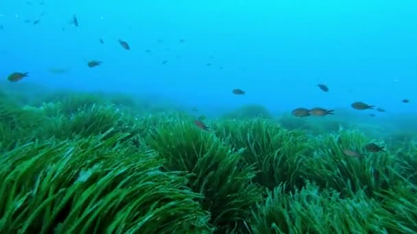 Onderwaterlandschap Groene Posidonia Zeebodem Majorca — Stockvideo