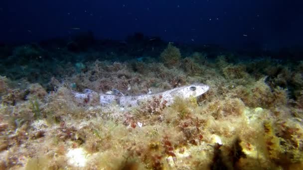 Υποβρύχια Άγρια Ζωή Μικρός Καρχαρίας Της Μεσογείου Ένα Βαθύ Βυθό — Αρχείο Βίντεο