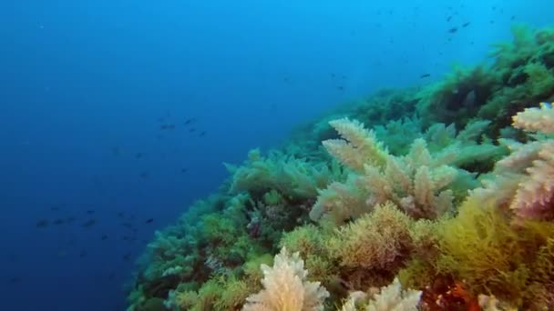 Pov Paisaje Submarino Buceo Mallorca — Vídeo de stock