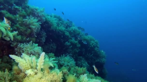 Paisaje Submarino Buceo Mallorca — Vídeo de stock