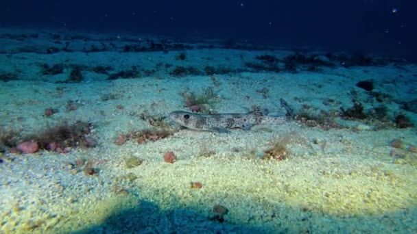 Θαλάσσια Ζωή Μικρός Καρχαρίας Σκυλόψαρο Ήσυχος Στο Βυθό Της Θάλασσας — Αρχείο Βίντεο
