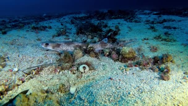 Pequeno Tubarão Marinho Mediterrâneo Peixe Cão Quieto Sobre Fundo Mar — Vídeo de Stock