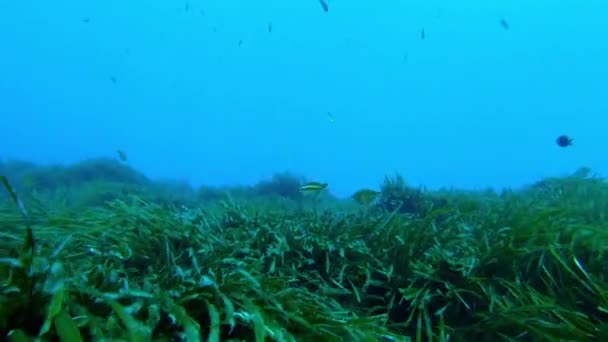 Middellandse Zee Posidonia Zeewierveld — Stockvideo