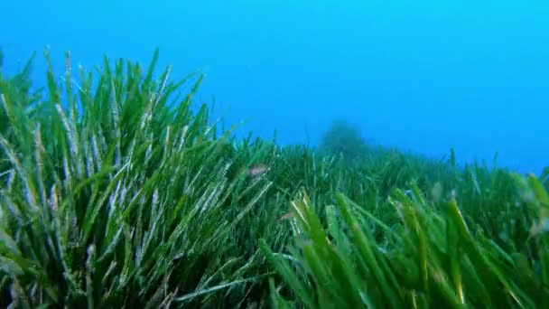 Pov Dykning Över Ett Grönt Algfält Posidonia — Stockvideo