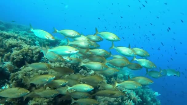 Guld Bandad Fisk Stim Ett Medelhavet Rev — Stockvideo