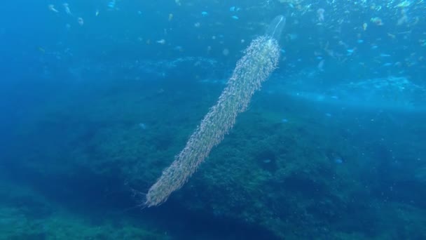 Nadir Bulunan Deniz Canlıları Salpidae — Stok video