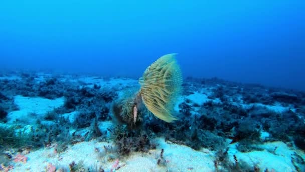 Υποθαλάσσια Ζωή Sea Spirograph Καταδύσεις Στη Μαγιόρκα — Αρχείο Βίντεο