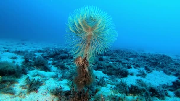 Underwater Sea Spirograph Scuba Diving Majorca Spain — Αρχείο Βίντεο