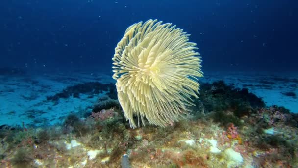 Underwater Sea Spirograph Deep Seabed Scuba Diving Majorca Spain — Stockvideo
