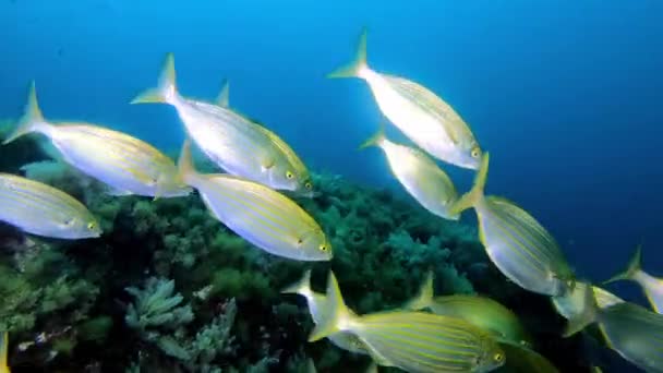 Gold Banded Fishes Close Camera Mediterranean Sea Underwater — Stockvideo