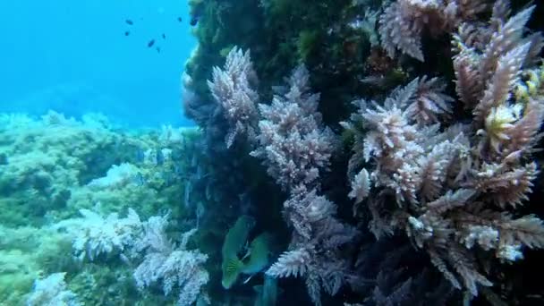 Pov Scuba Diving Mediterranean Sea Reef — Stock Video