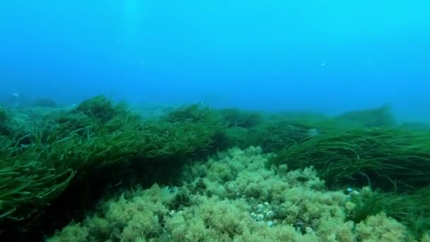 Pov Dykning Över Grön Posidonia Havsbotten — Stockvideo