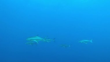 Sualtı sahnesi - Garrik bulutlu deniz suyunda balık tutuyor