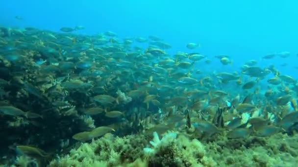 Peces Con Bandas Oro Buceo Arrecife Mallorca — Vídeo de stock